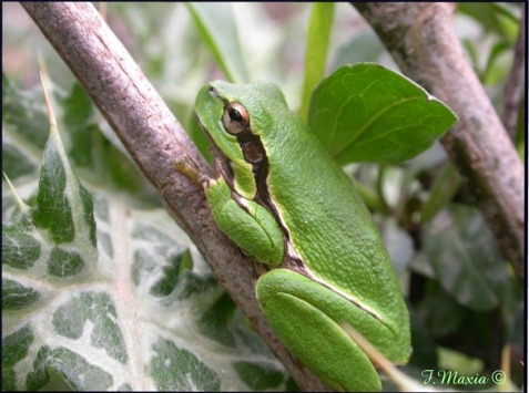 Hyla sarda fresca di giornata