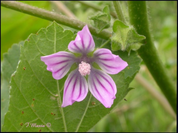 Una Malvacea gigante - Malva multiflora