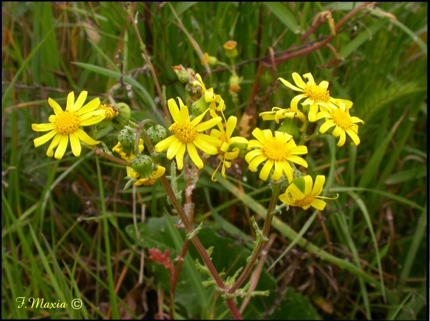 Senecio leucanthemifolius