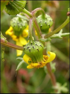 Senecio leucanthemifolius