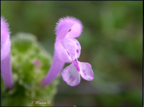 Lamium amplexicaule / Falsa-Ortica reniforme