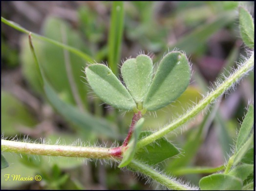 Lotus edulis / Ginestrino commestibile