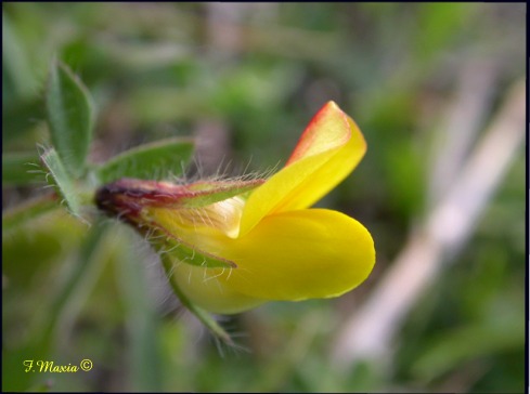Lotus edulis / Ginestrino commestibile