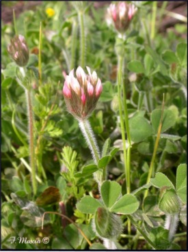 Trifolium stellatum / Trifoglio stellato