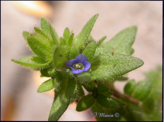 Veronica arvensis / Veronica dei campi