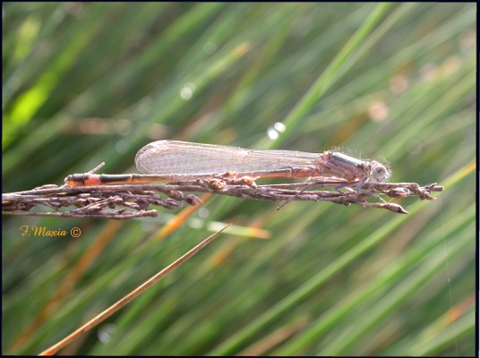 Ischnura genei, immaturo (Odonata, Coenagrionidae)