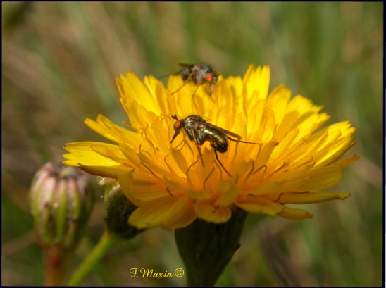 

Ortochile sp.