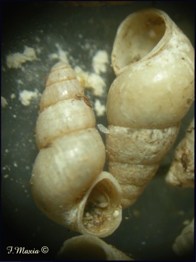 Hydrobia sp.