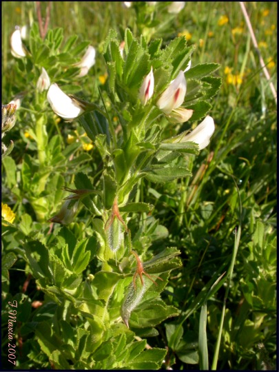 Ononis biflora /Ononide a due fiori