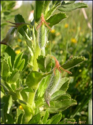 Ononis biflora /Ononide a due fiori