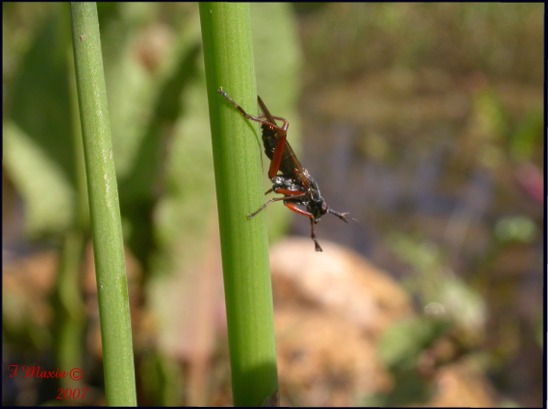Sciomyzidae