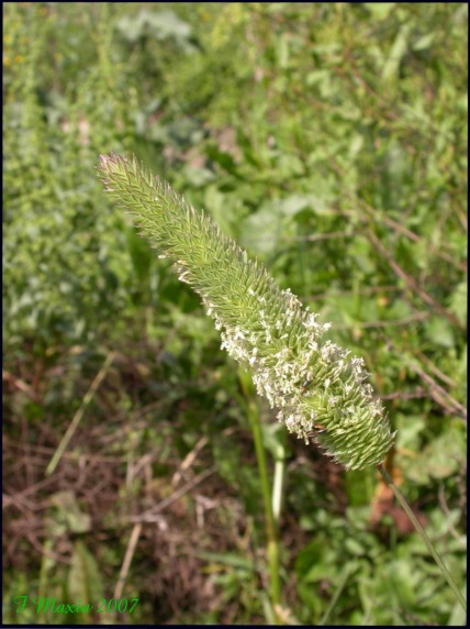 Graminacea..!