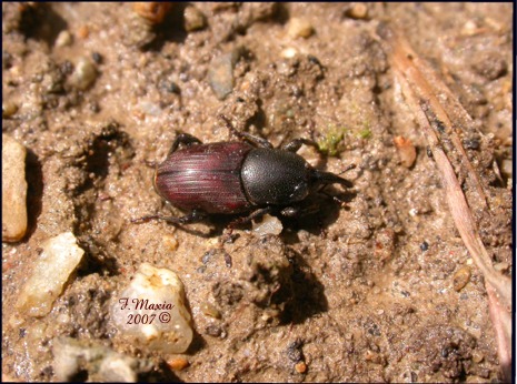 Sphenophorus abbreviatus