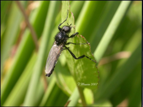 Bibio marci (Diptera, Bibionidae)