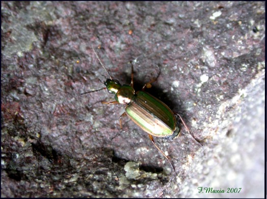 Agonum marginatum (Coleoptera, Carabidae)