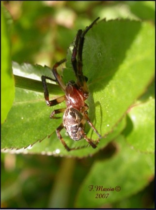 Larinioides sp.