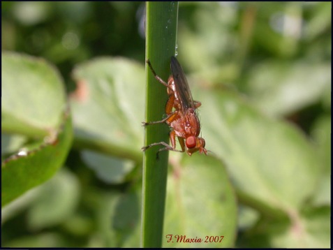 Scathophaga suilla (Diptera, Scathophagidae)