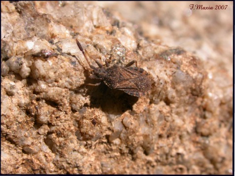 Strobilotoma typhaecornis (Heteroptera, Coreidae)