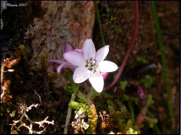 Brimeura fastigiata