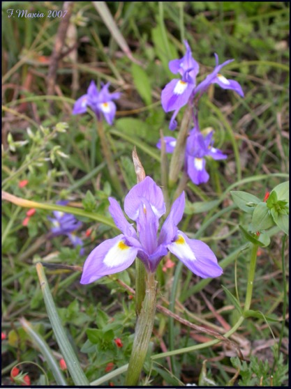 Moraea sisyrinchium / Giaggiolo dei poveretti