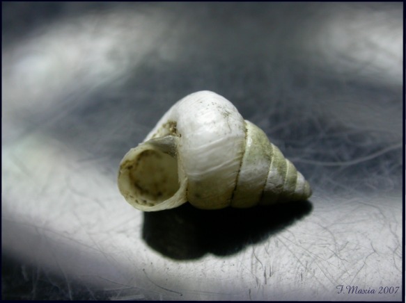 Cochlicella conoidea (Draparnaud 1801)