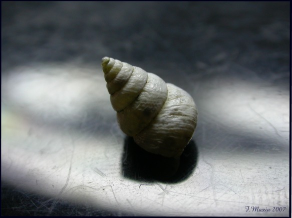 Cochlicella conoidea (Draparnaud 1801)