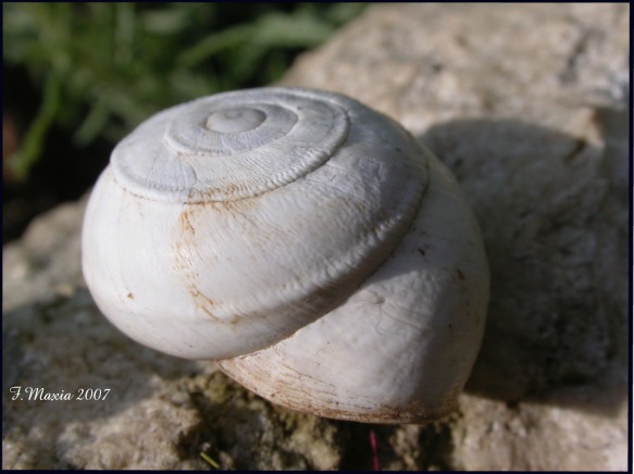 Sphincterochila (Albea) candidissima (Draparnaud, 1801)