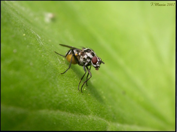 Limnophora obsignata