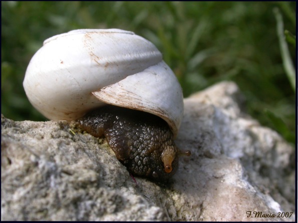 Sphincterochila (Albea) candidissima (Draparnaud, 1801)