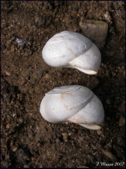 Sphincterochila (Albea) candidissima (Draparnaud, 1801)