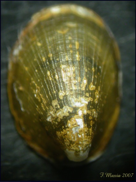 Ancylus cf. fluviatilis  sp.  B