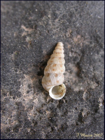 Cochlostoma sardoum (Westerlund 1890)