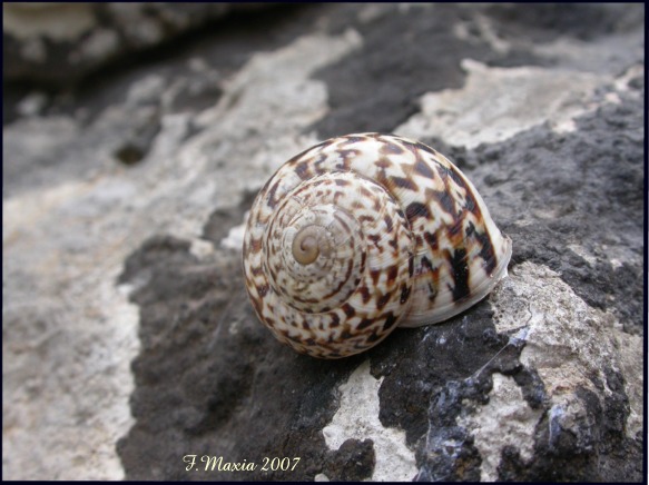 Marmorana (Marmorana) serpentina (Frussac, 1821)