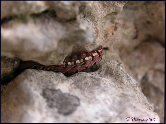 bruco tra le rocce