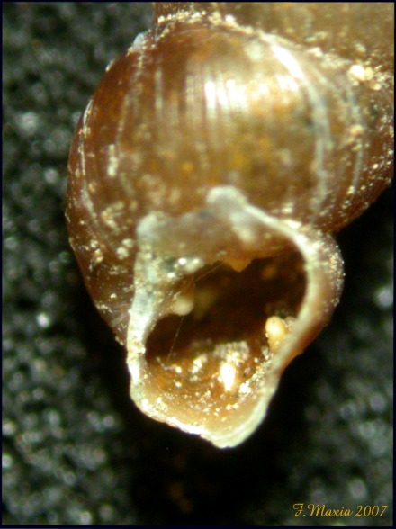 Rupestrella philippii (Cantraine 1841)