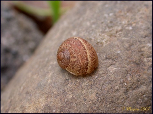 giovane Helix sarda