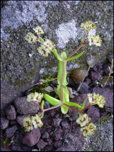 Sulle roccaglie, da determinare - Valerianella sp.