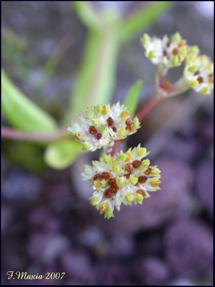 Sulle roccaglie, da determinare - Valerianella sp.