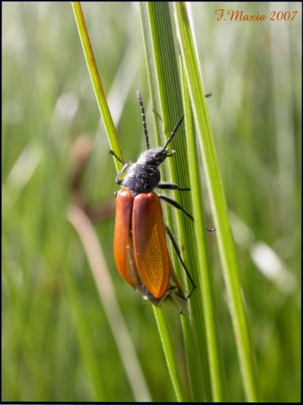 Omophlus lepturoides