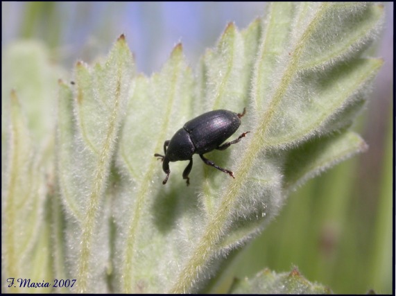 Un piccolo Curculionidae Baris timida