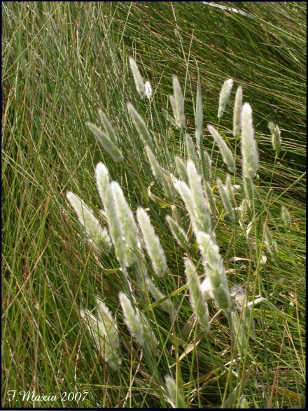 Polypogon monspeliensis / Coda di lepre