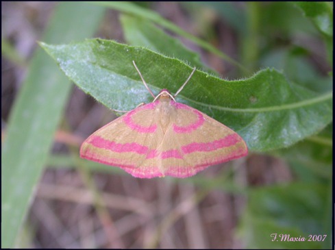 Rhodostrophia calabra