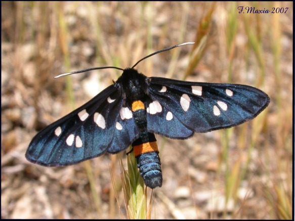 Amata phegea