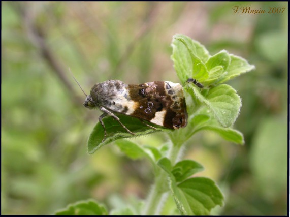 Acontia lucida dalla Sila Greca (Lepidoptera, Noctuidae)