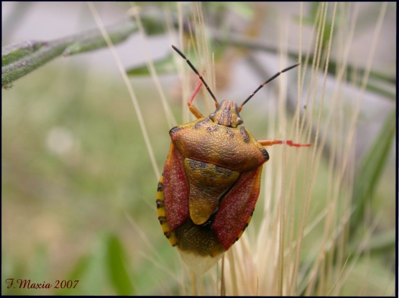 Carpocoris mediterraneus mediterraneus dalla Sila greca