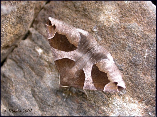 Dysgonia algira dalla Sila Greca (Lepidoptera, Noctuidae)