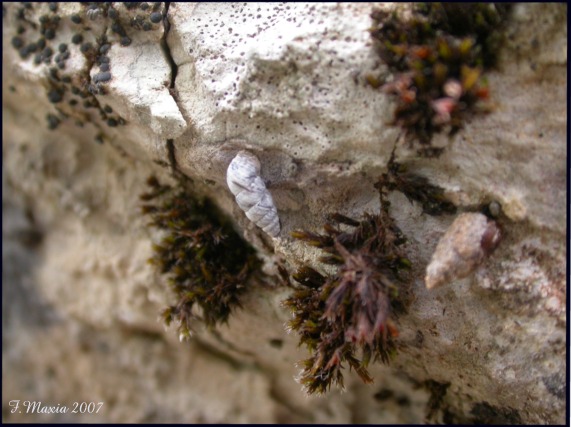 Gastropodi e Ambienti del Parco del Pollino