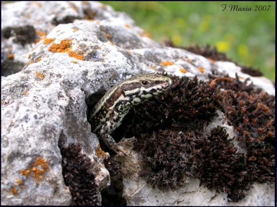 Podarcis muralis dal Pollino