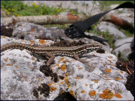 Podarcis muralis dal Pollino