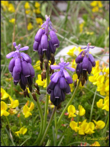 Muscari dal Pollino M. neglectum